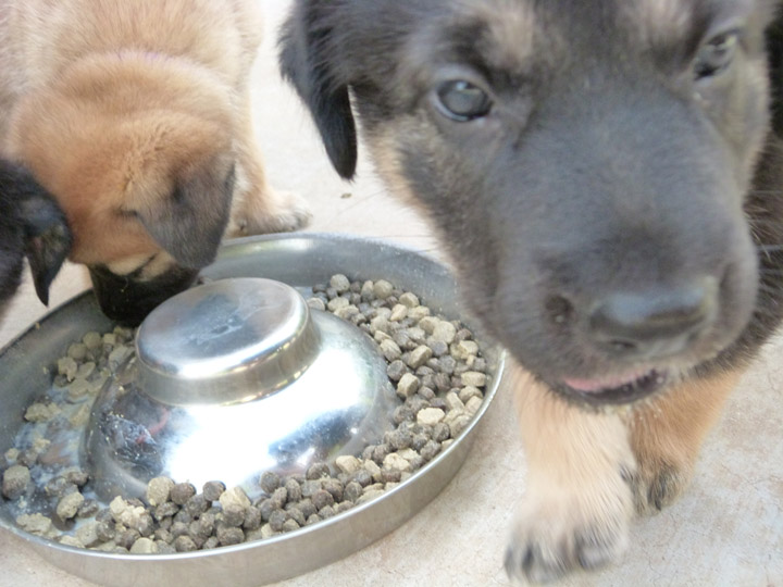 chinook dog